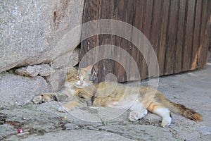 Yellow Cat - Behramkale, Assos, Aegean villages