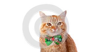 Yellow cat with christmas bow tie