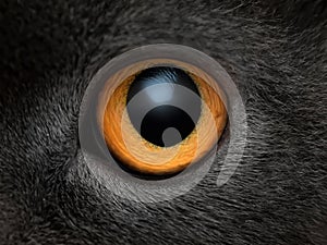 Yellow cat eye close up