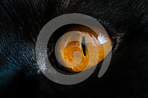 Yellow cat eye close up. Eye macro texture and detail. Deep male look