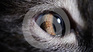 Yellow cat eyes closeup. Visual acuity in cats concept