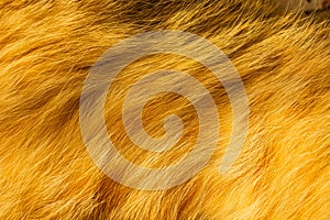 Yellow cat fur with dark spots textured for backgrounds. Shaggy fur texture cloth abstract, furry rusty texture