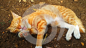 Yellow cat in the ground