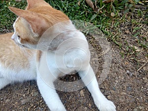 A yellow cat looking back in his curiousity