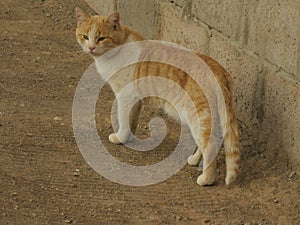 Yellow cat next to wall starring to dog in street