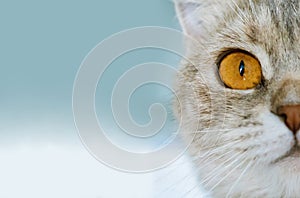 Yellow Cat`s Eye On Blue Background, Close-up, Copy Space.