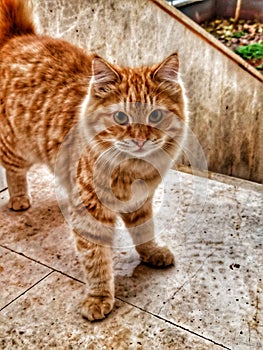 Yellow cat sarÃÂ± kedi photo