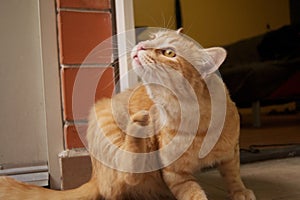 Yellow Cat scratching gato photo