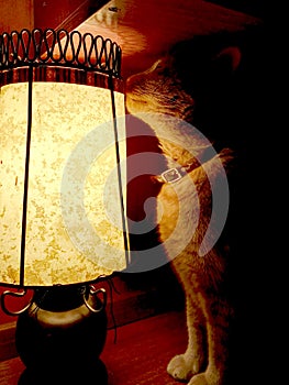 Yellow cat sitting next to lamp