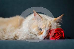 Yellow cat sleep with red rose, the flower hid cat`s one eye
