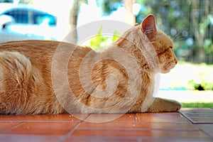 Yellow and beautiful cat