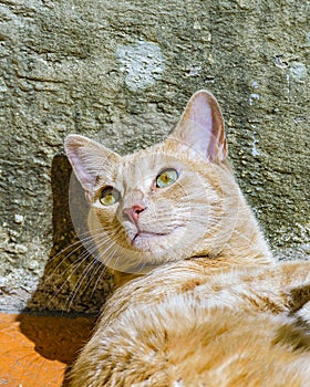 Yellow Cat Sunbathing at Yard