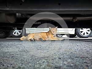 Yellow cat under the car