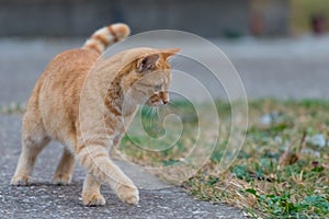 Yellow cat walking throw the yard next to grass