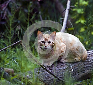 Yellow Cat in Woods