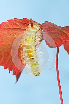 Yellow caterpillar of Calliteara pudibunda