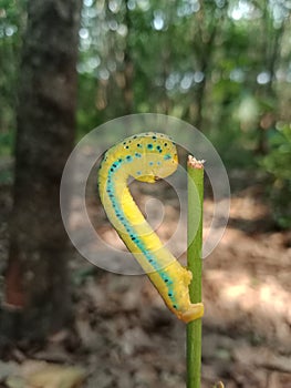 Yellow caterpillar.Caterpillars are the larval stage of members of the order Lepidoptera