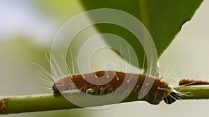 Yellow Caterpillar crawling on the tree branch HD Video, plant pests, animal macro footage