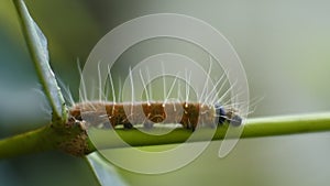 Yellow Caterpillar crawling on the tree branch HD Video, plant pests, animal macro footage