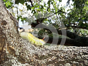 A yellow caterpillar crawls up a tree trunk