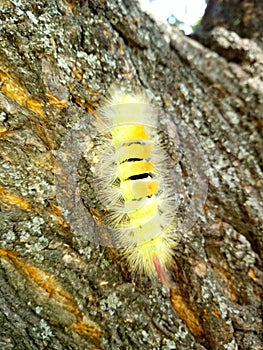A yellow caterpillar crawls up a tree trunk