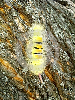 A yellow caterpillar crawls up a tree trunk