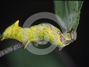 Yellow caterpillar eats on leaf