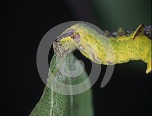 Yellow caterpillar eats on leaf
