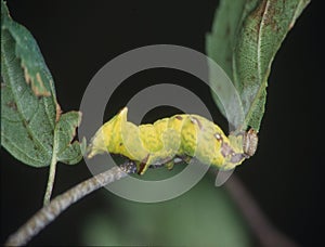 Yellow caterpillar eats on leaf