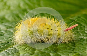 Yellow caterpillar on green leaf background