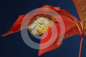 Yellow caterpillar hide under red leaf