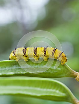 Yellow caterpillar