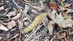 yellow caterpillar moves among dry autumn leaves photo