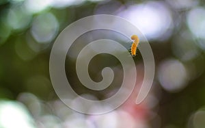 Yellow caterpillar on the tree with blur backfround