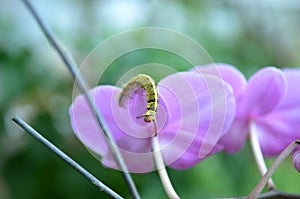 Yellow caterpillars on flowers