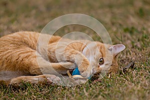 Yellow cats playing with blue ball on the grass