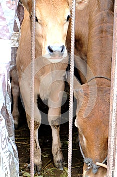 Yellow cattle in the cowshed