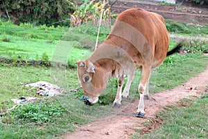 Yellow cattle in the field