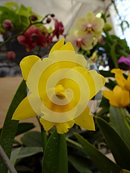 Yellow Cattleya at exhibition