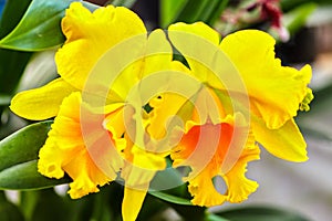 Yellow cattleya flowers bloom