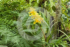 Yellow Cattleya among the leaves of a fern