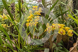 Yellow Cattleya among the leaves of a fern