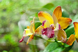 Yellow cattleya orchid