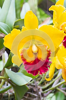 Yellow cattleya orchid