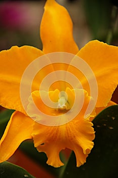 Yellow Cattleya Orchid