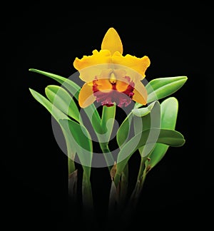 Yellow cattleya orchid flower on black