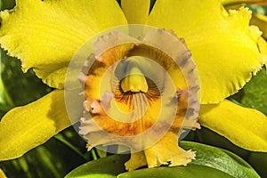 Yellow Cattleya Orchid Flower Honolulu Hawaii photo