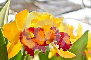 Yellow Cattleya orchids.Sunlight in the morning makes you feel refreshed.