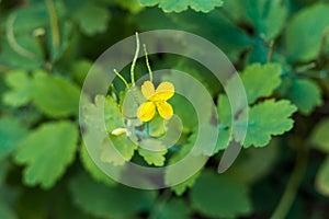 Yellow celandine flower on a background of green foliage. Ethnoscience. Top view