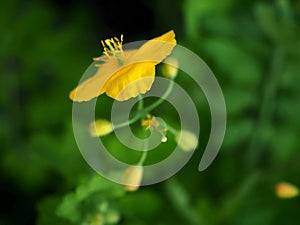 yellow celandine flower, a plant